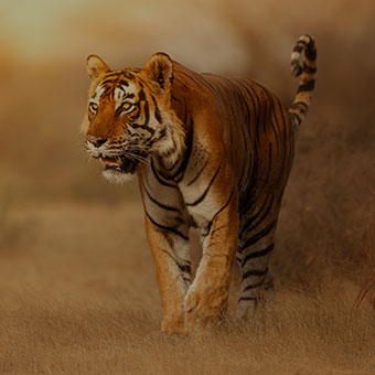 Endangered Species Design Challenge