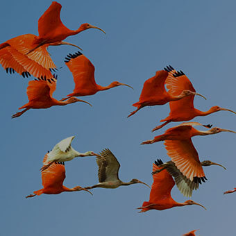 Animals by Air Design Challenge