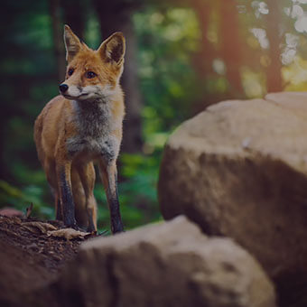 Animals by Land Design Challenge