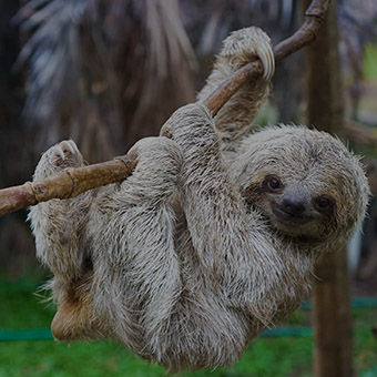 Sloths Design Challenge