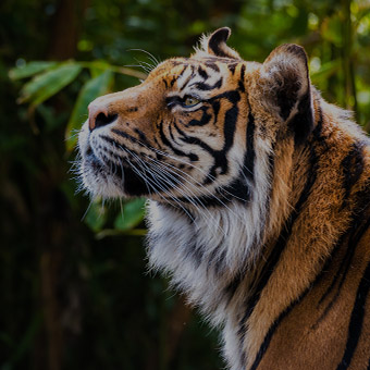 Animal Print Design Challenge