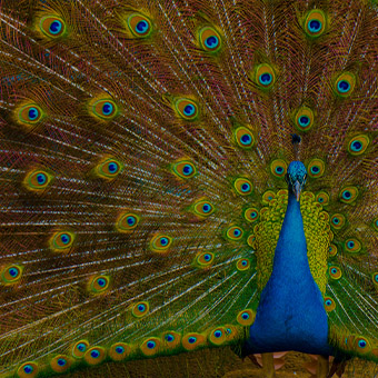 Feathers Design Challenge