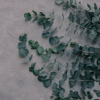 Australian Flora Design Challenge
