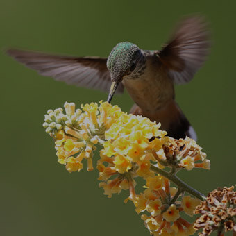 Pollinators Design Challege