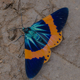 Moths Design Challenge