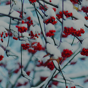 Winter Flora Design Challenge