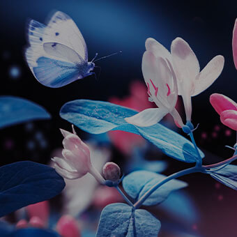 Illustrated Spring Flora and Fauna Design Challenge