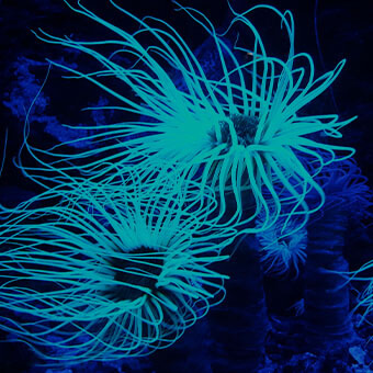 Bioluminescence Design Challenge