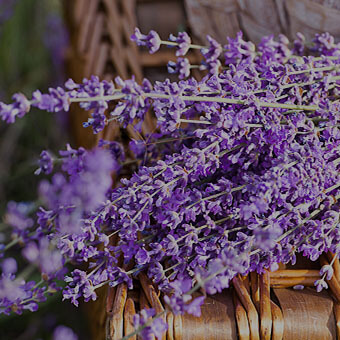 Aromatherapy Design Challenge