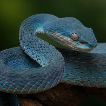 Brightly-Colored Reptiles Design Challenge