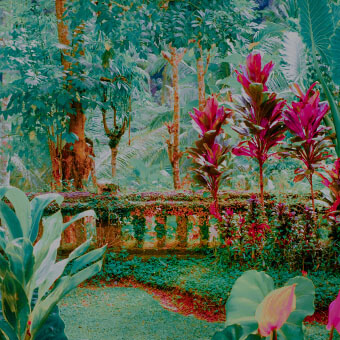 Tropical Surrealism Wallpaper Design Challenge