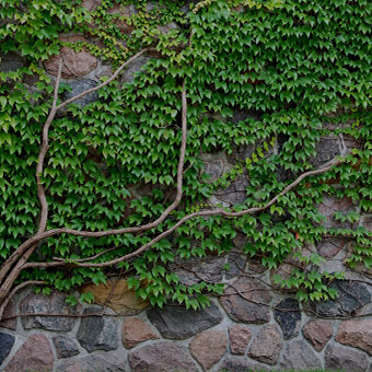 Climbing Vines Wallpaper Design Challenge