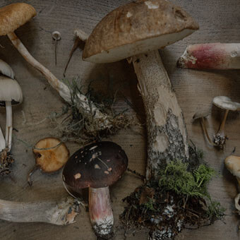 Mushrooms Design Challenge