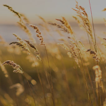 Wild Grasses Design Challenge