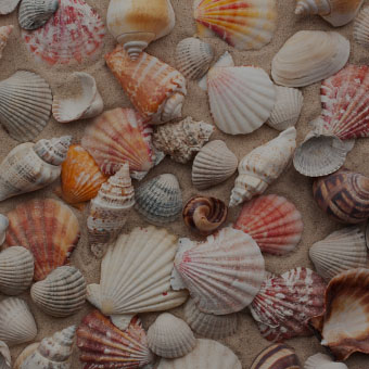 Seashells Design Challenge