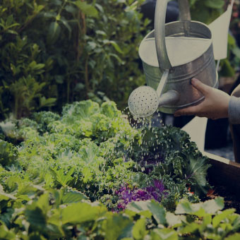 Vegetable & Herb Gardens Design Challenge
