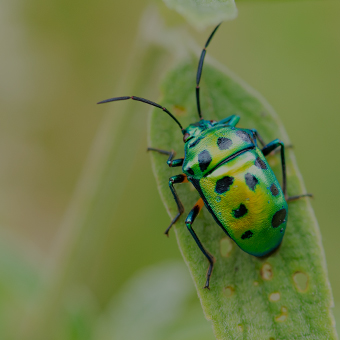 Retro Bugs Design Challenge