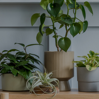 Indoor Garden Wall Hangings Design Challenge