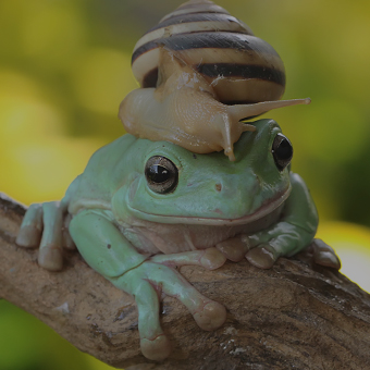 Quirky Amphibians Design Challenge