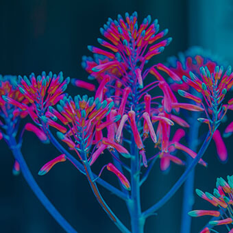 Neon colored odd looking plant on a dark background