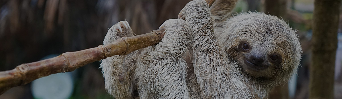 Sloths Designs Spoonflower Design Challenge