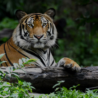 Tiger laying in the forest
