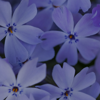 Very Peri, a blue-violet shade