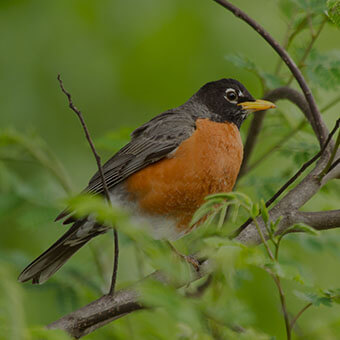 An American robin sitting on a twig