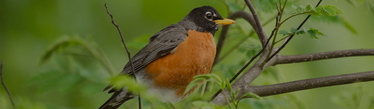 Birding Designs Spoonflower Design Challenge